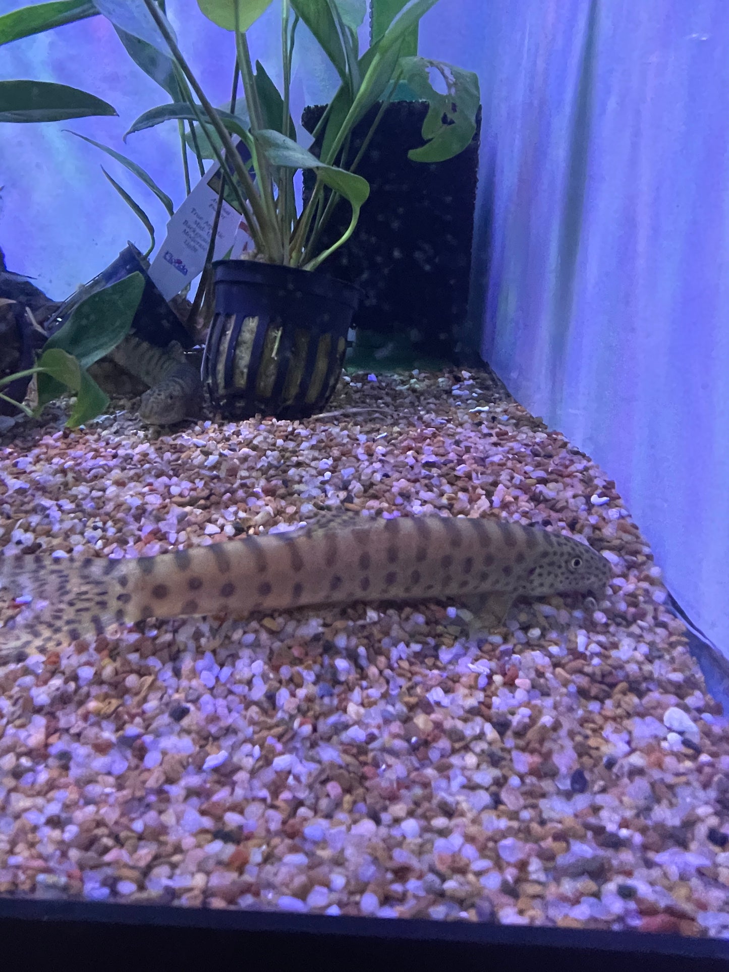 Parabotia Kiangsiensis Jiangxi Golden Loach