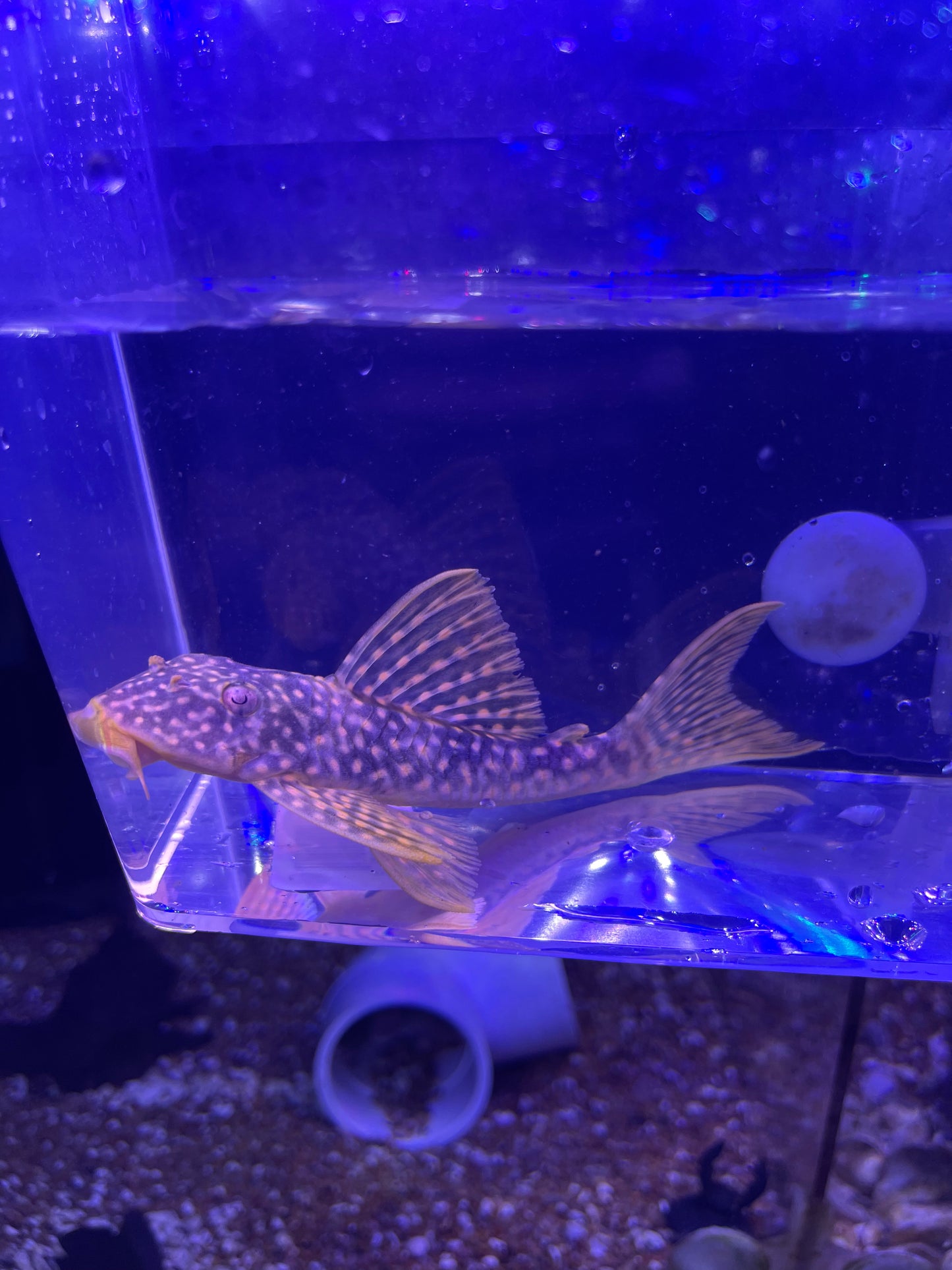 L014 Sunshine Pleco (Scobinancitrus Aureatus)