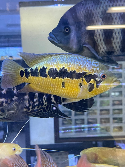 Parachromis friedrichsthalii