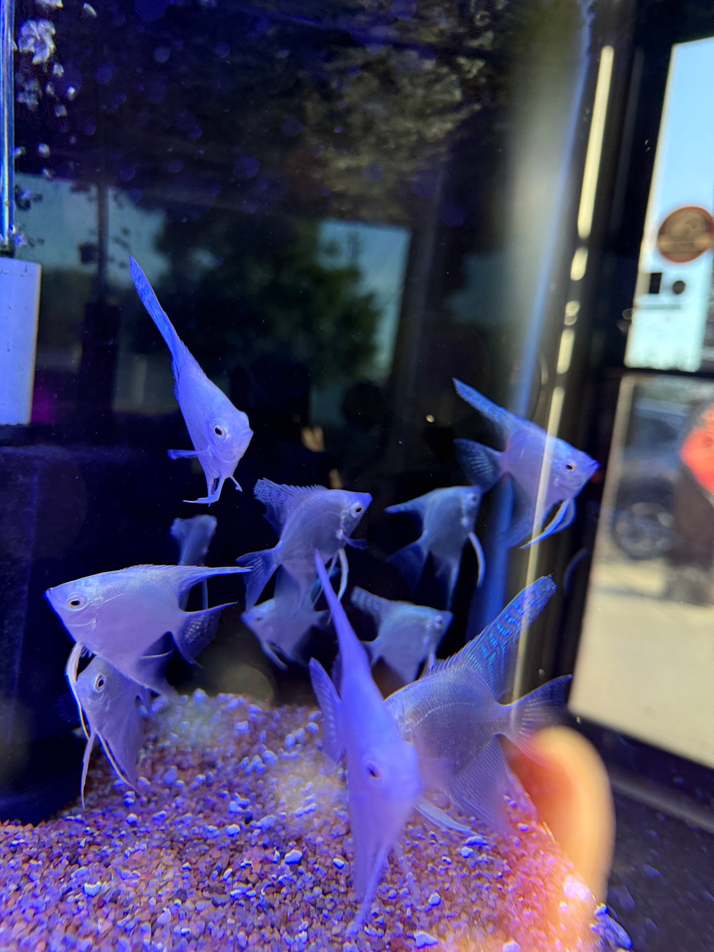 Platinum Angel Fish