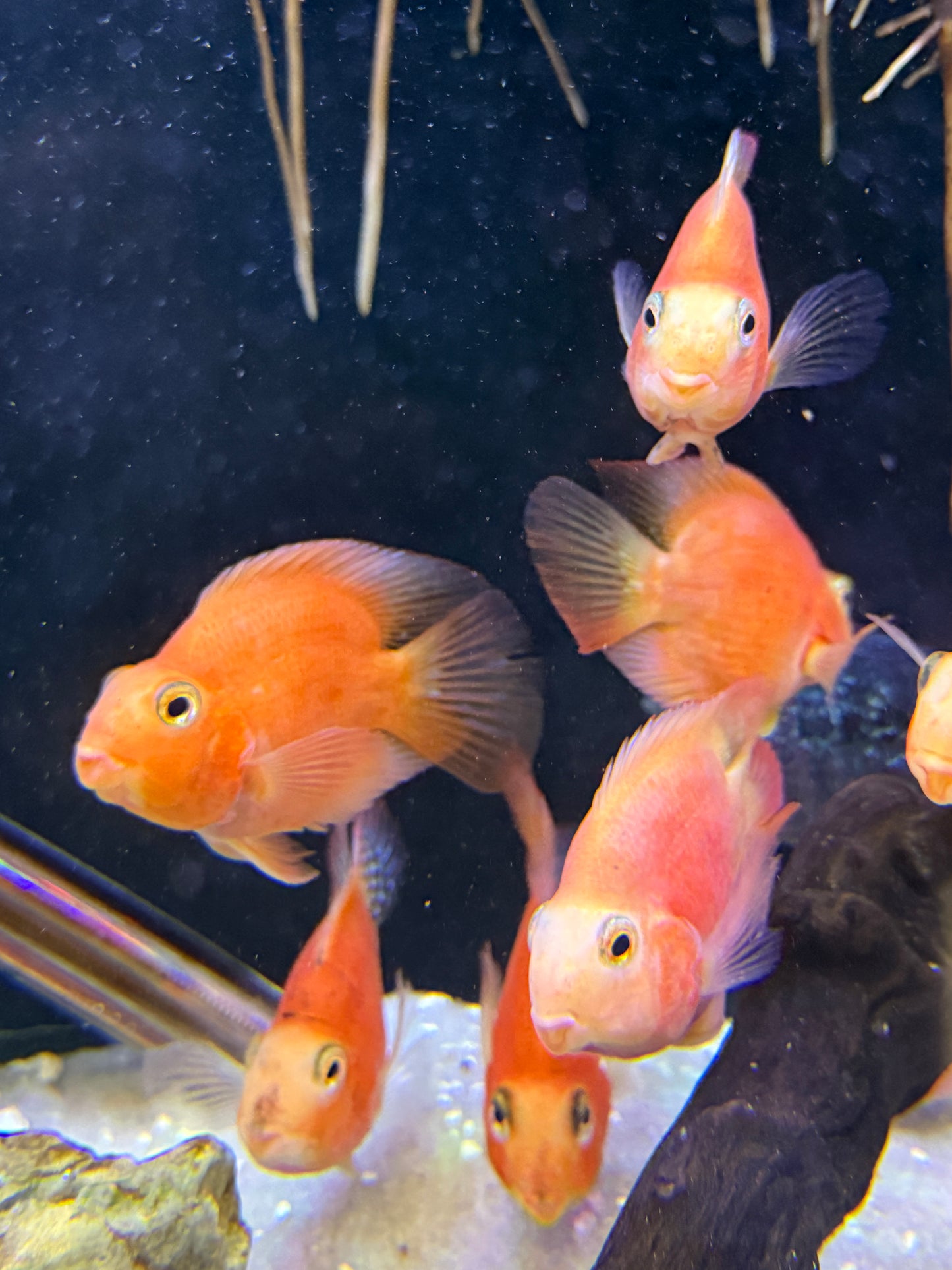 Parrot Cichlid