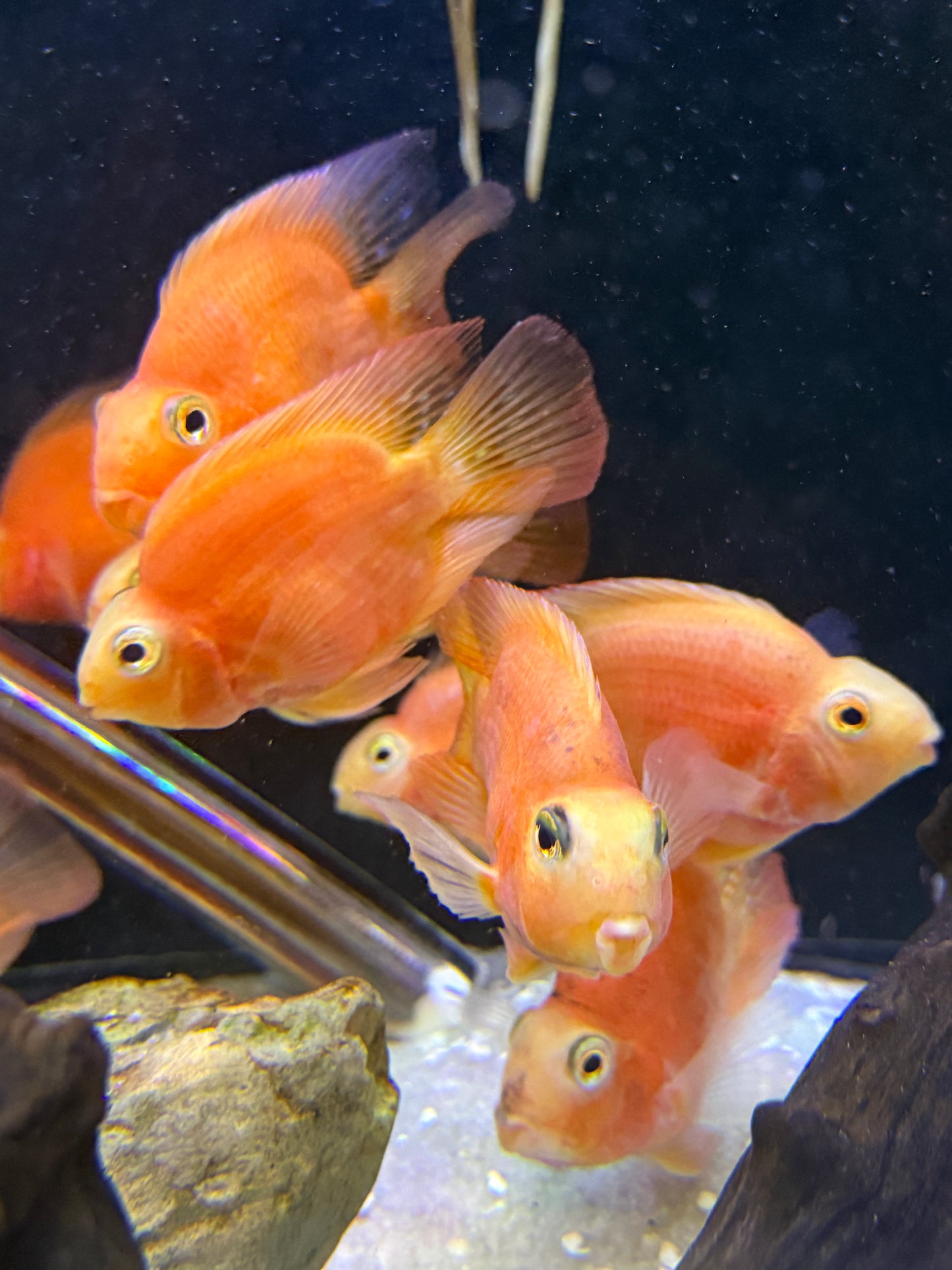 Parrot Cichlid