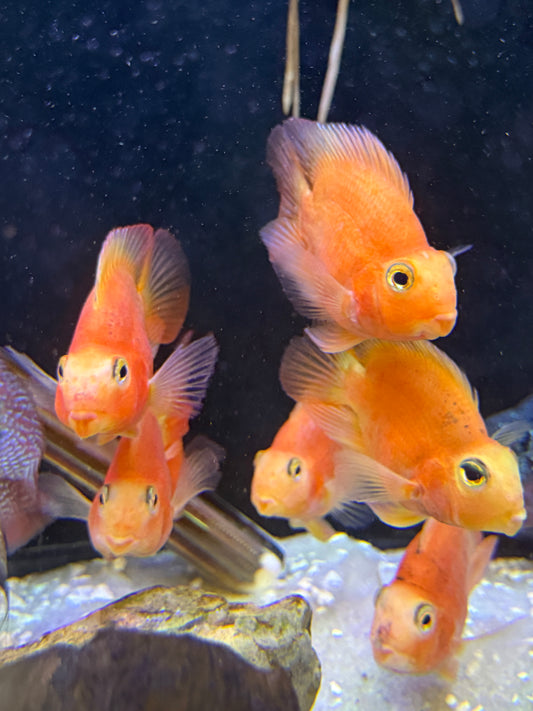 Parrot Cichlid