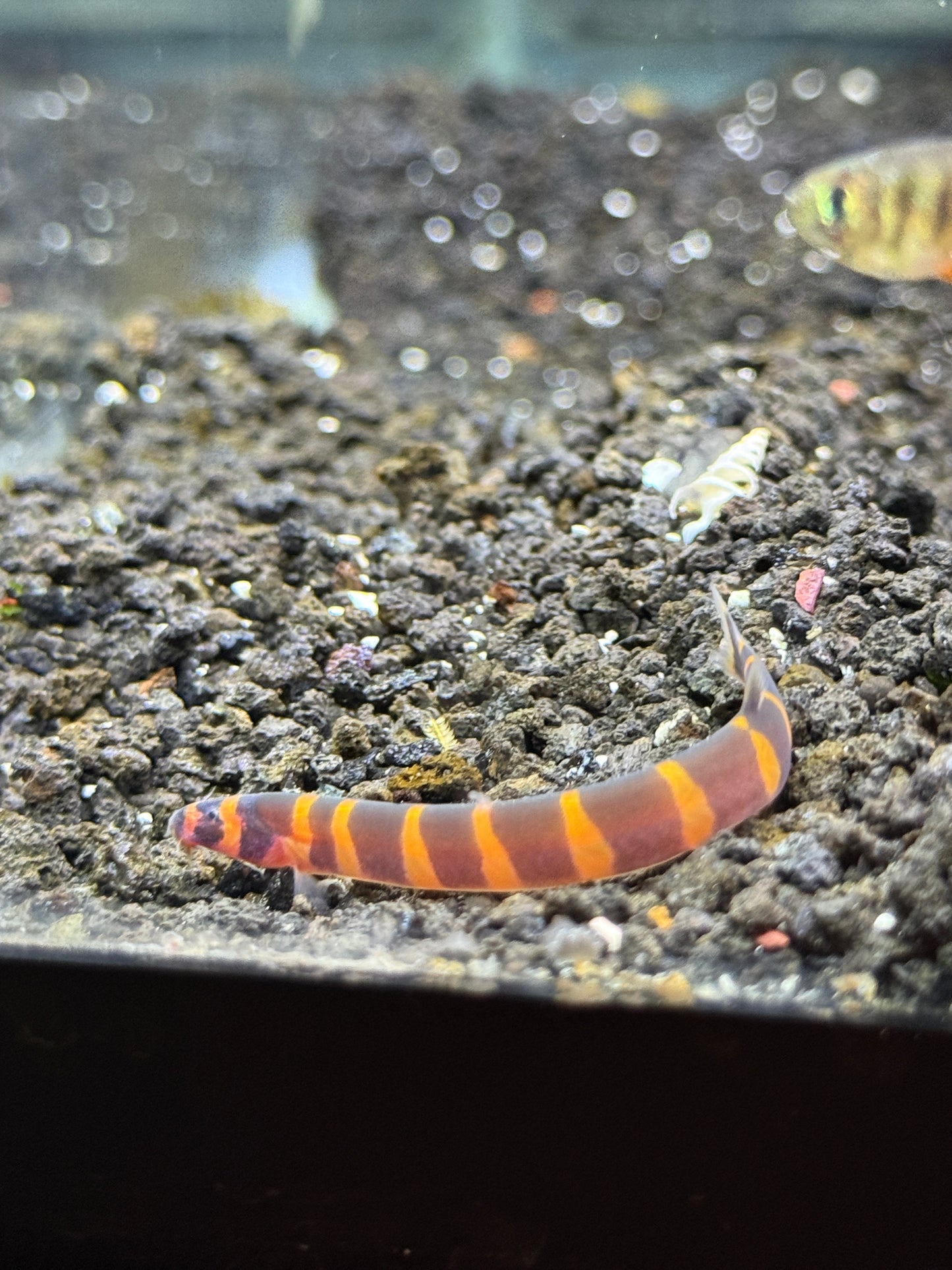 Striped Kuhli loach  (Pangio kuhlii)