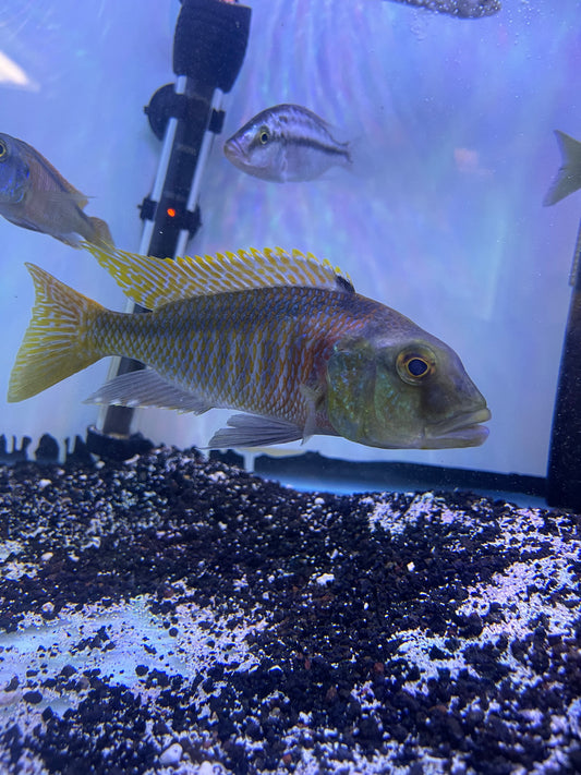 Rare! Buccochromis nototaenia
Stripeback Hap