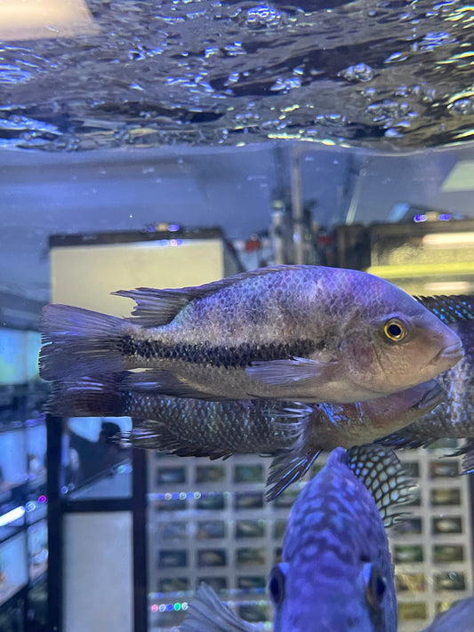 Central and South American Cichlids – Page 2 – undergroundaquaticz