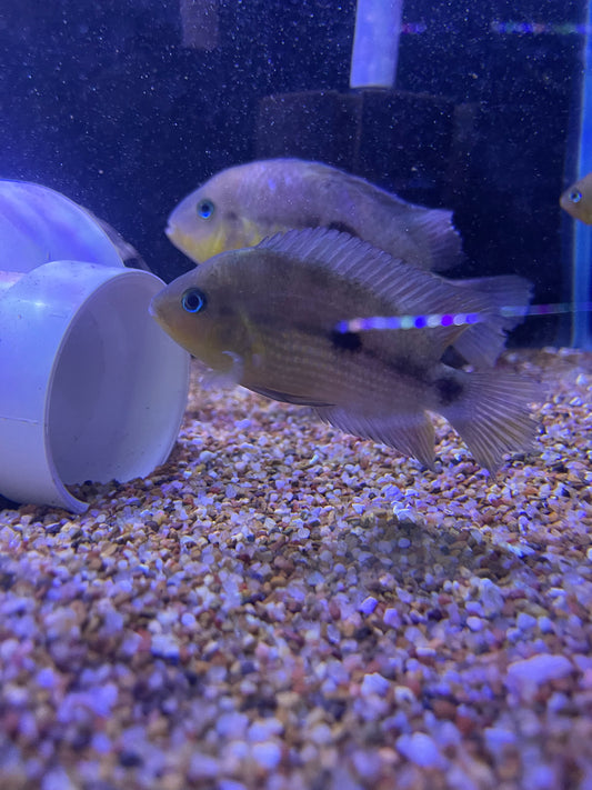 Topaz Cichlid