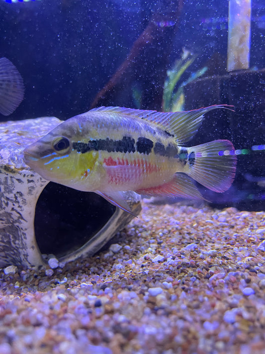 Salvini Cichlid