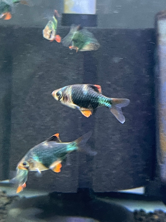 Green Tiger Barb