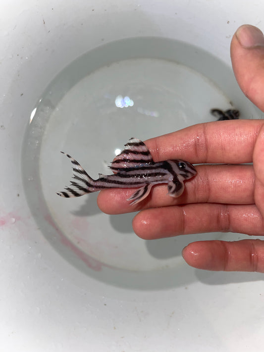 Killer Deal !! L46 Zebra Pleco