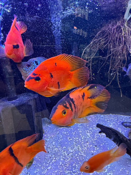 Tiger Ingot Parrot