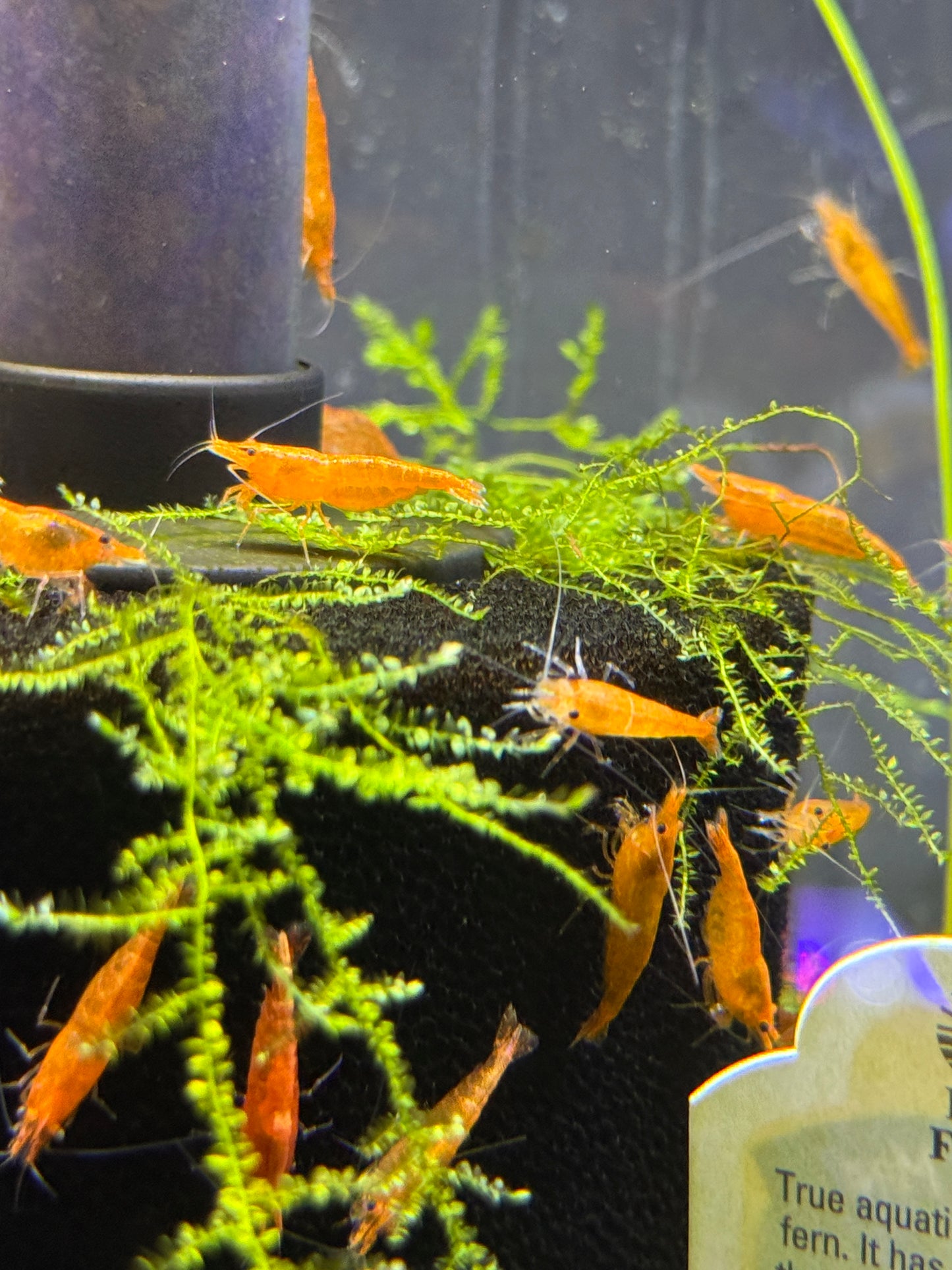 Sunkist Orange Shrimp Neocaridina davidi