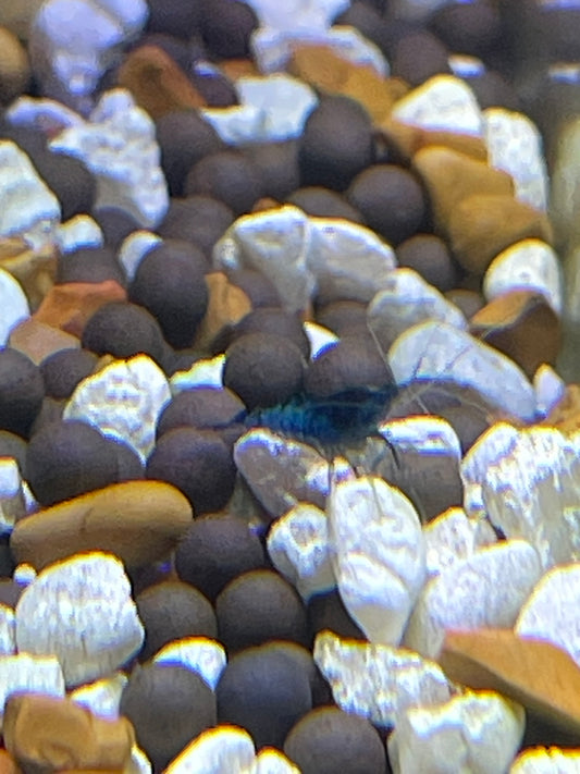 Blue Dream Shrimp