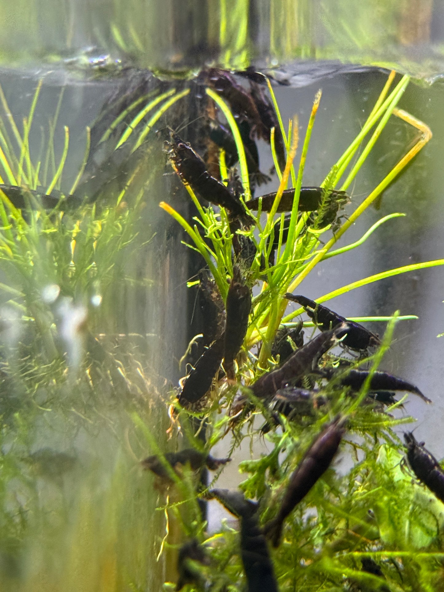 Black Rose Shrimp