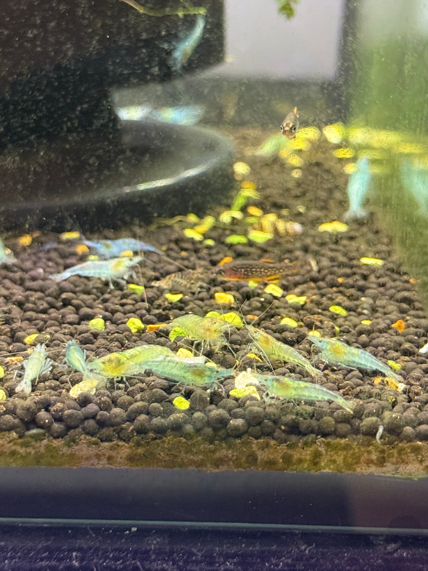 Green Velvet Shrimp Neocaridina