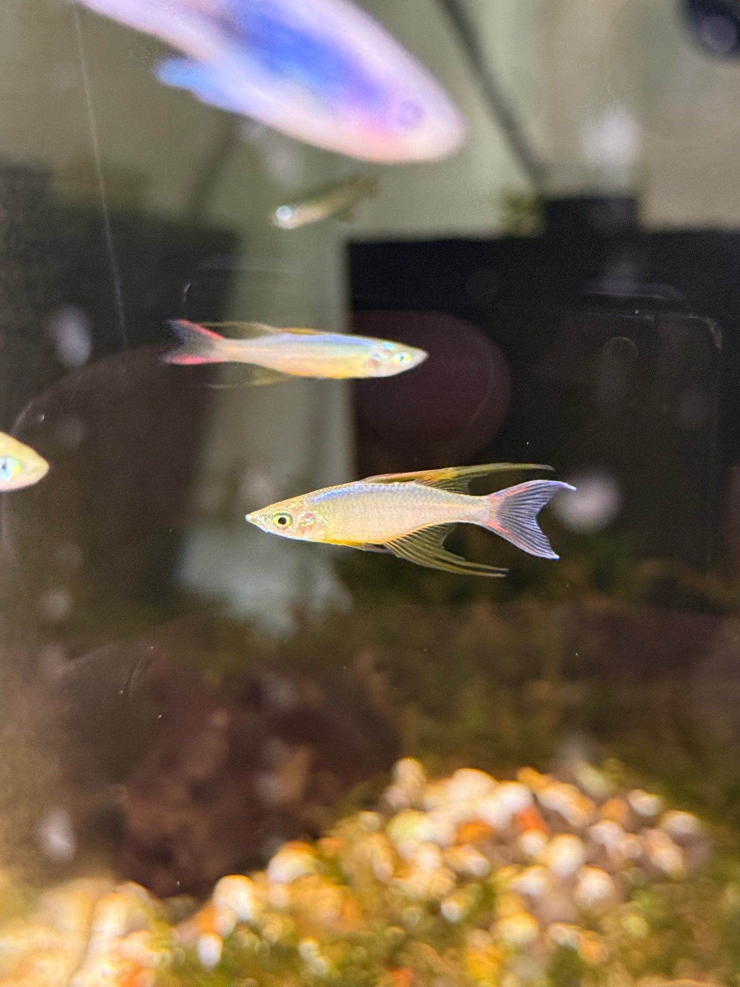 Thread Fin Rainbows (Iriatherina werneri)