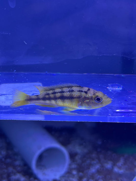 Paralabidochromis sauvagei
Yellow Rock Kribensis