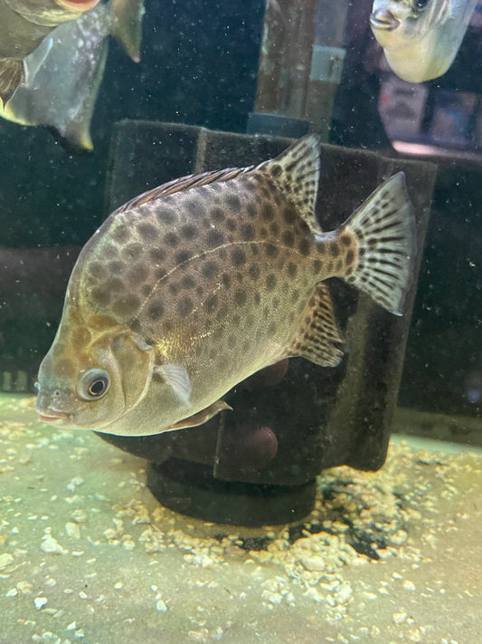 Leopard Barbs Barbs/Silver Dollars – undergroundaquaticz