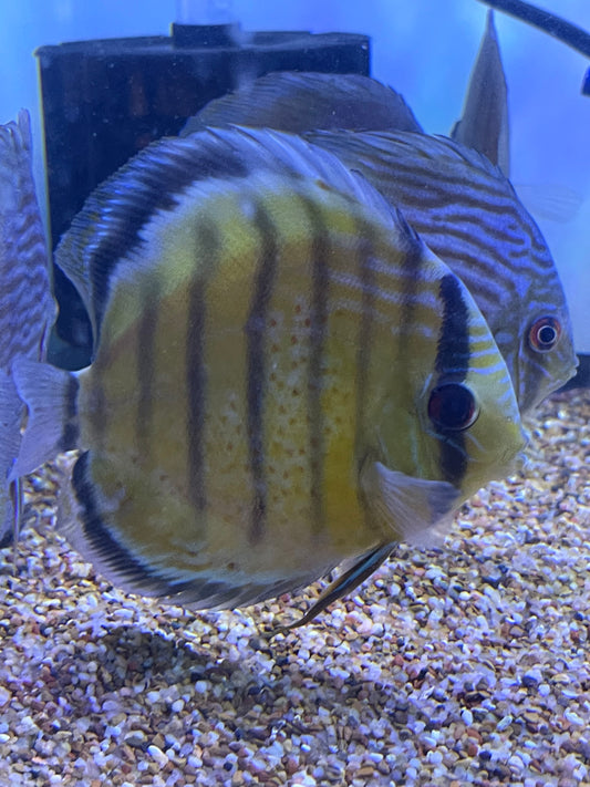 Wild Tefe Red-Spotted Green Discus