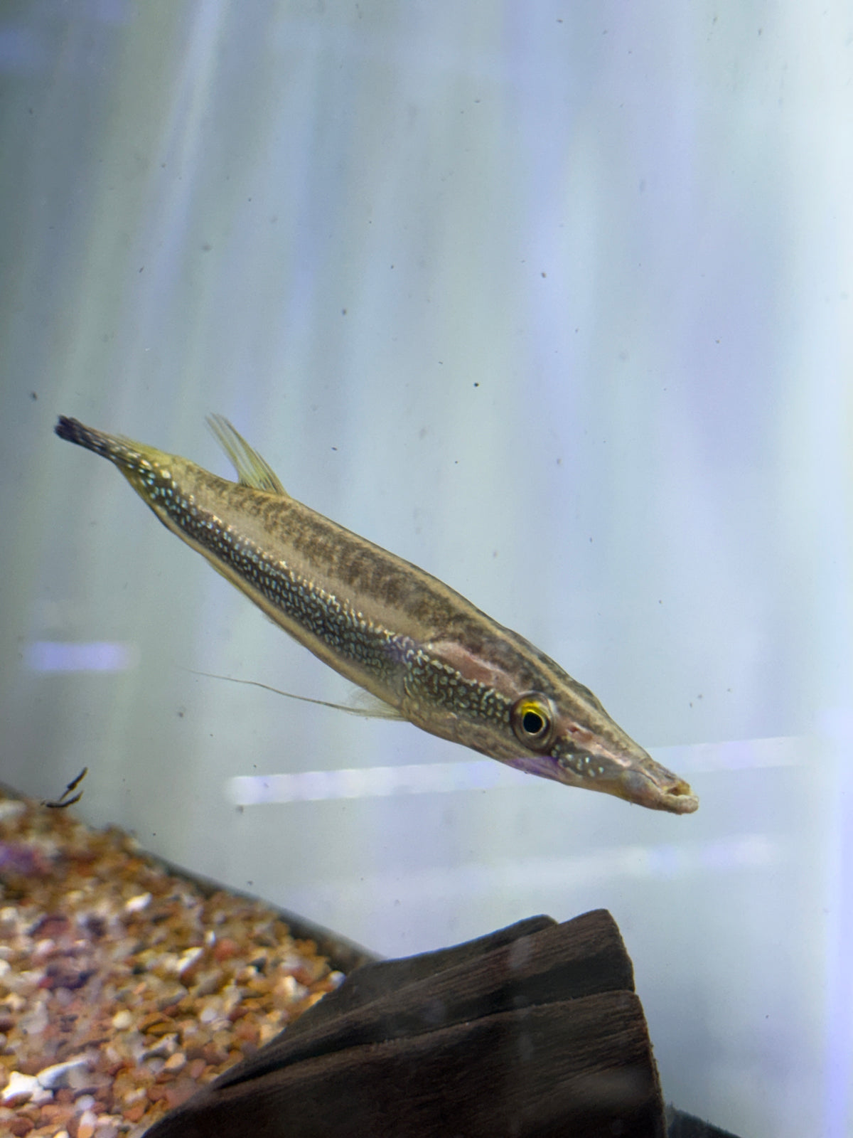 Peppermint Pikehead (Luciocephalus aura)