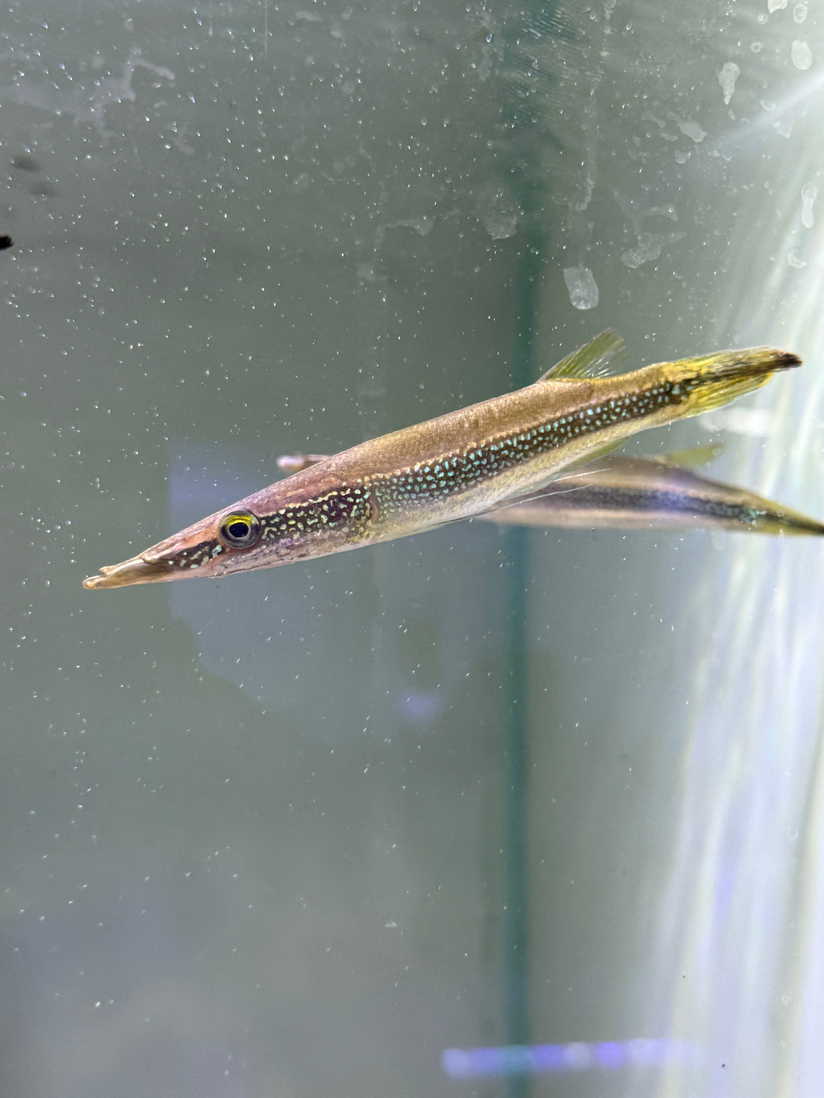 Peppermint Pikehead (Luciocephalus aura)