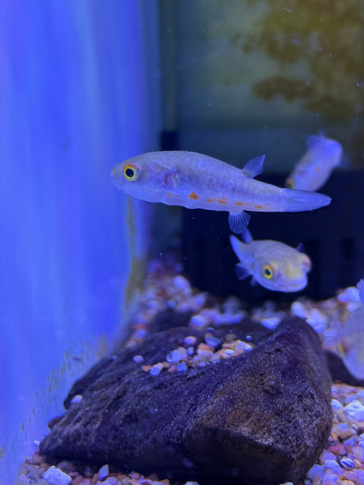 Samurai Puffer (Dichotomyctere erythrotaenia)