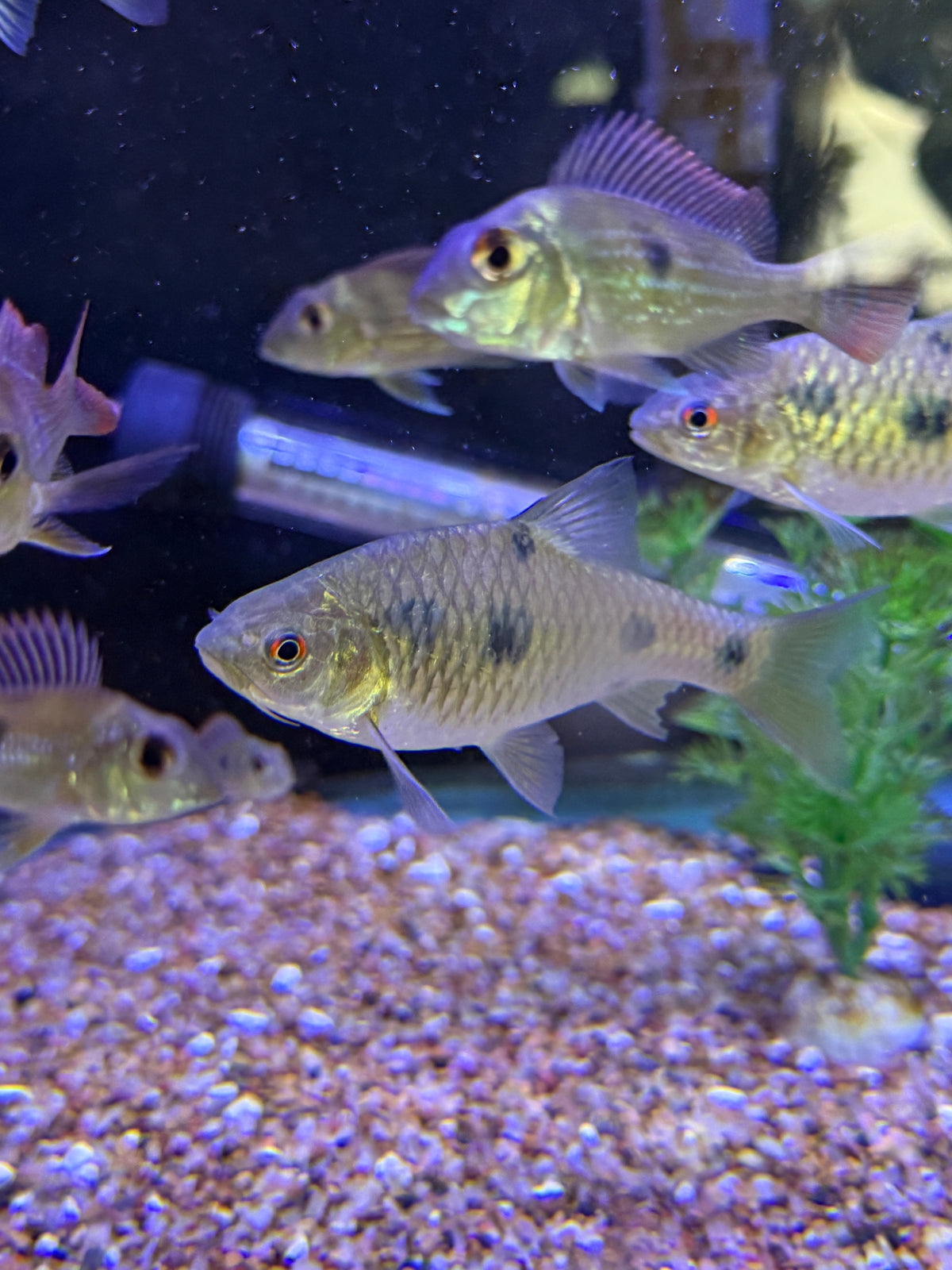 Rare Barbodes sealei  Bornean spotted barb