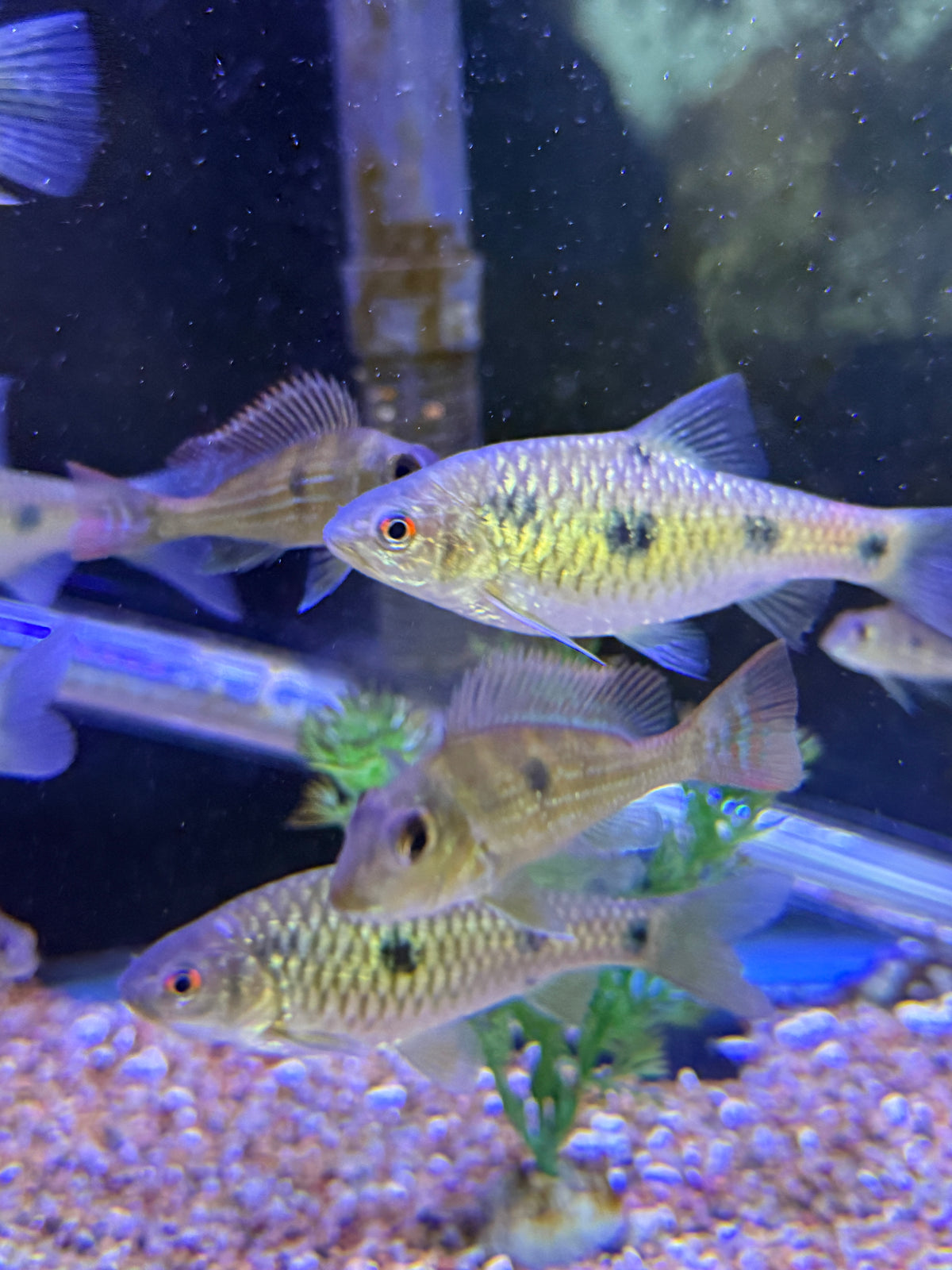 Rare Barbodes sealei  Bornean spotted barb