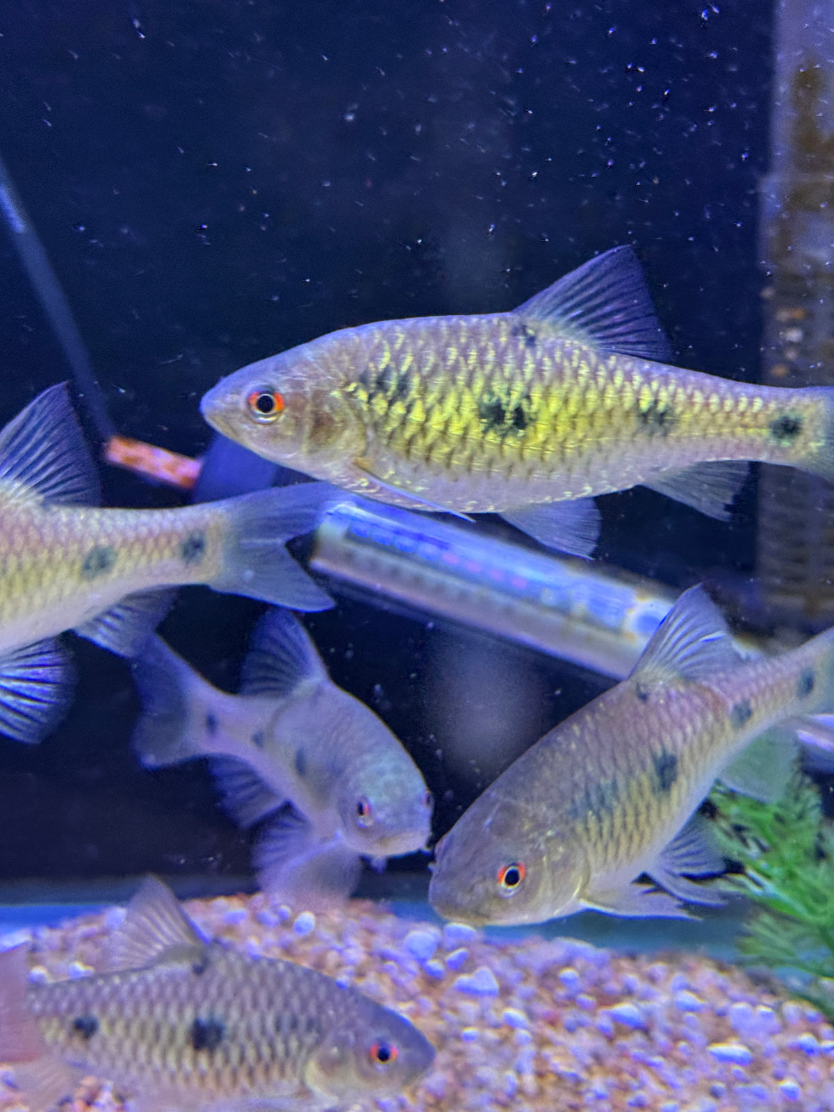 Rare Barbodes sealei  Bornean spotted barb
