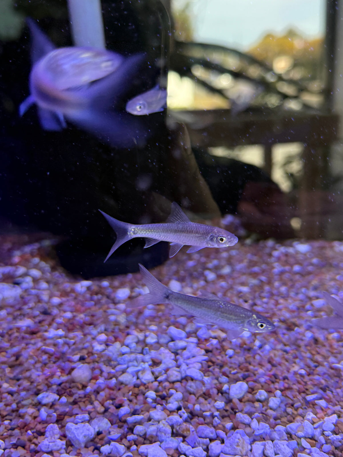 Super Rare Schismatorhynchos heterorhynchos Borneo Horned Carp