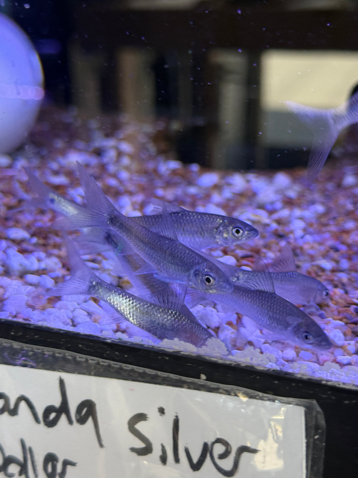 Super Rare Schismatorhynchos heterorhynchos Borneo Horned Carp