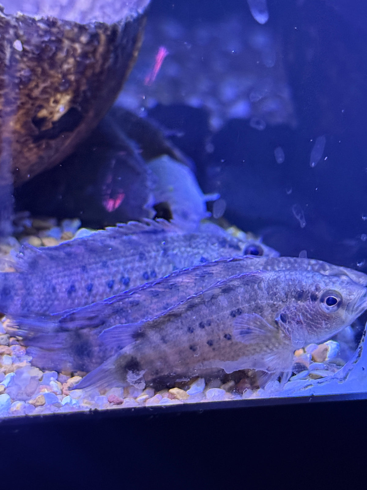 Jeweled Bluespot Badis (Badis assamensis)