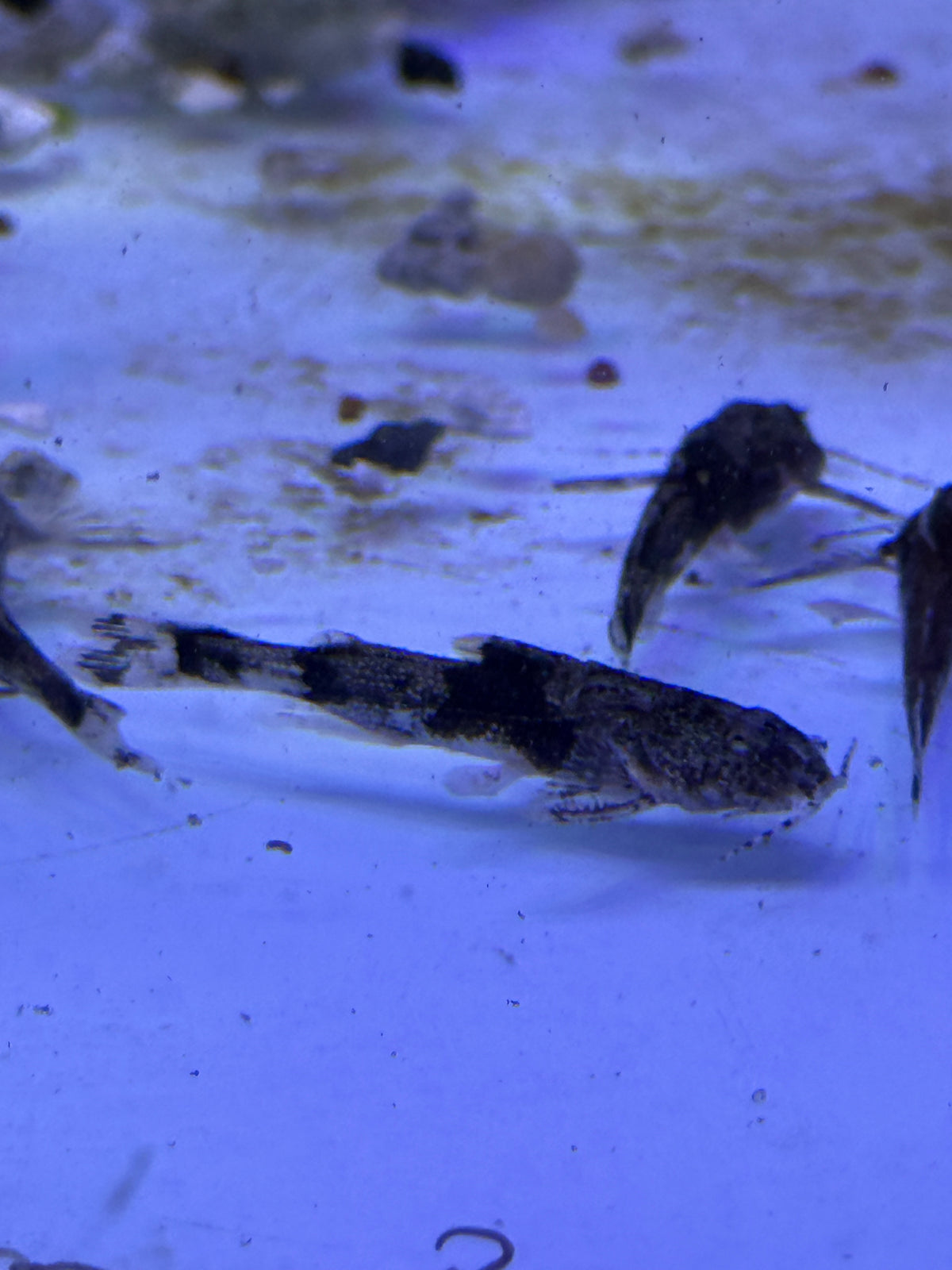 Indian Butterfly Catfish Erethistes hara