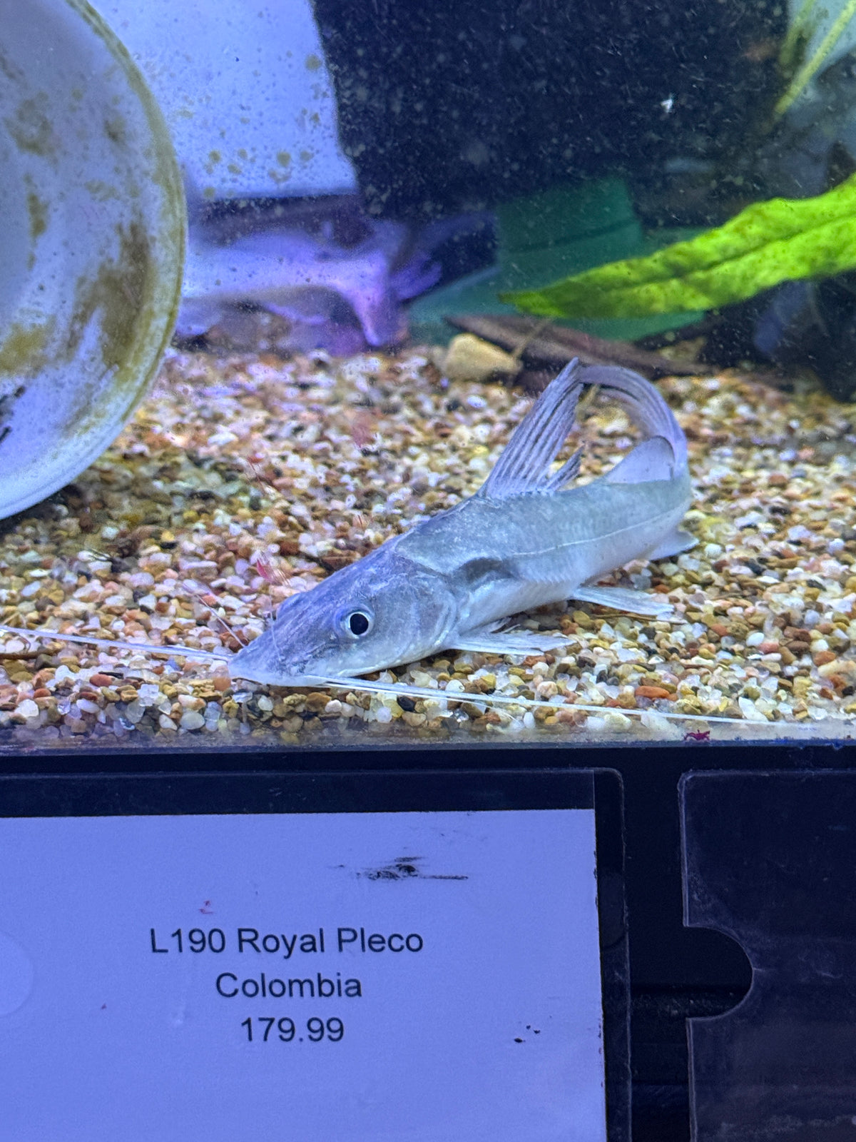 Sperata aor Indian Shovelnose Catfish