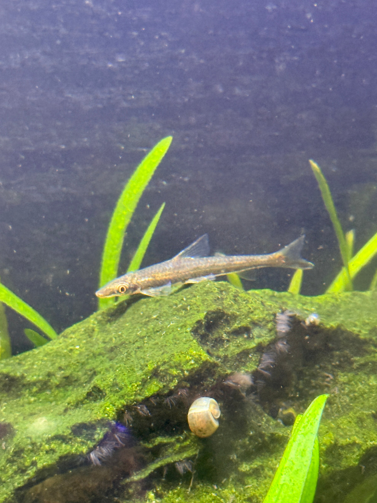 Rare Indian Oto Canoe Fish Psilorhynchus sucatio