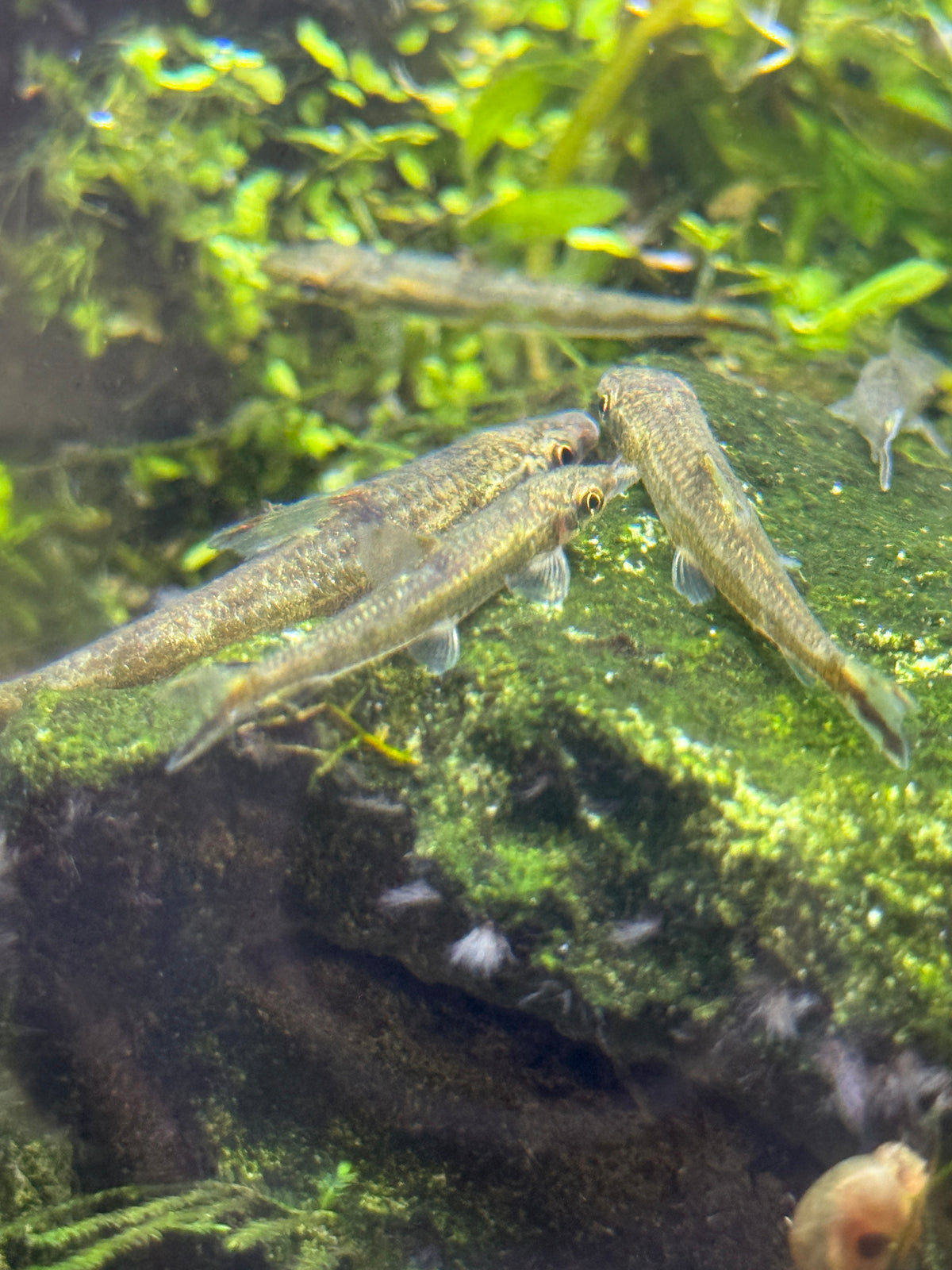 Rare Indian Oto Canoe Fish Psilorhynchus sucatio