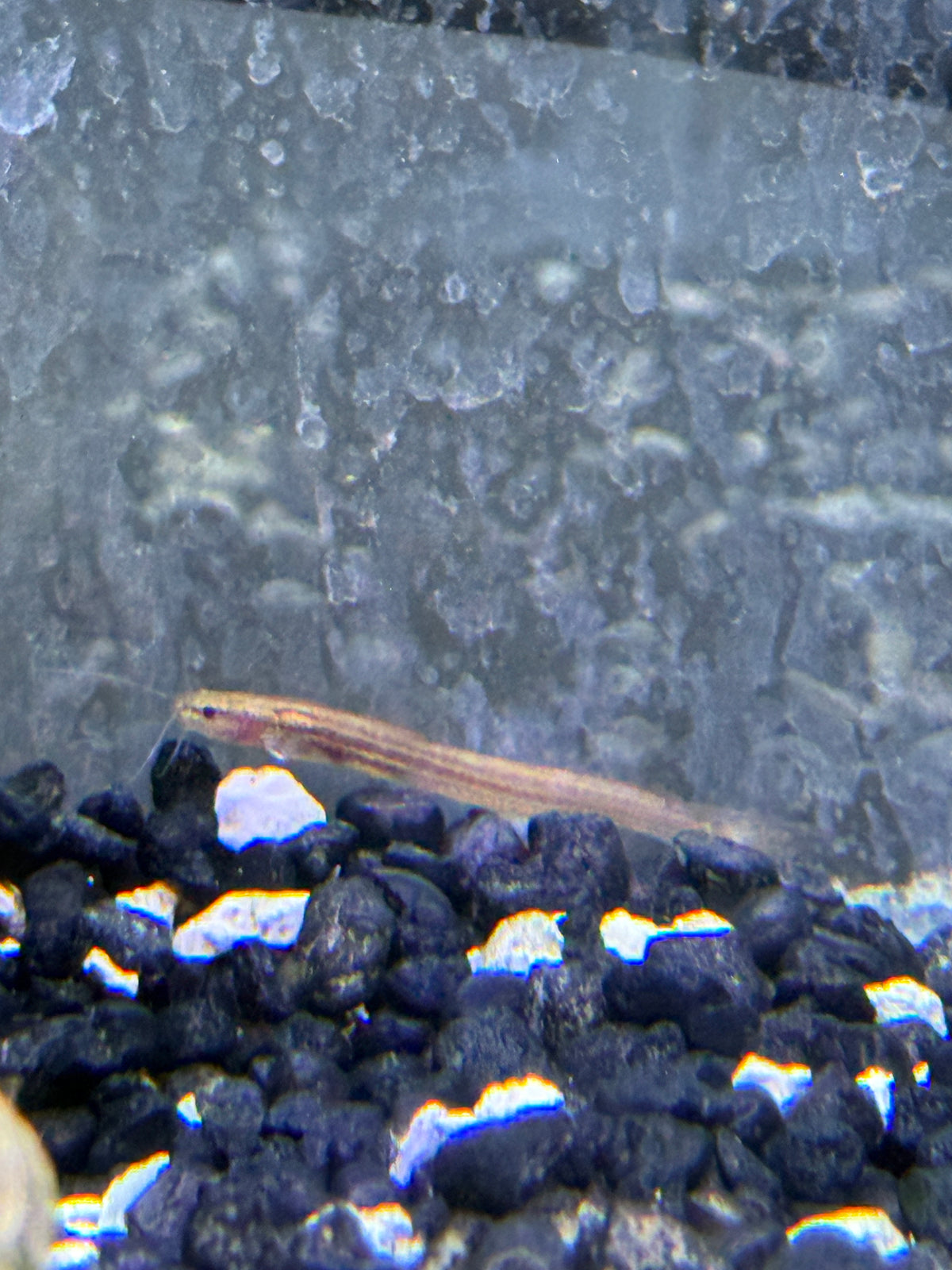 Dwarf Long tail cat Olyra longicaudata