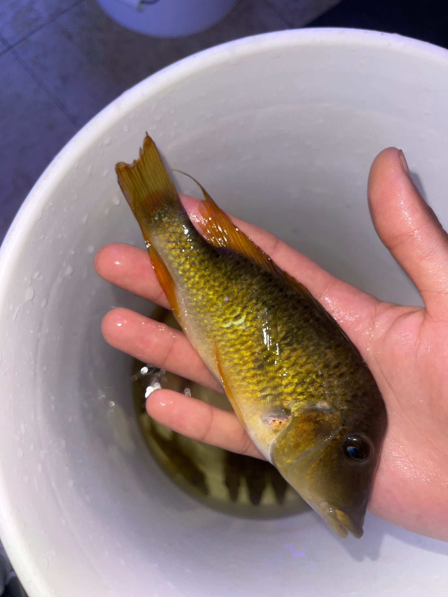 Geophagus pellegrini