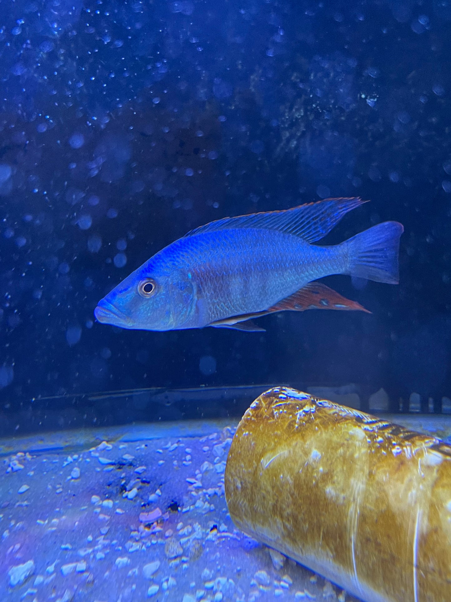 dimidiochromis strigatus