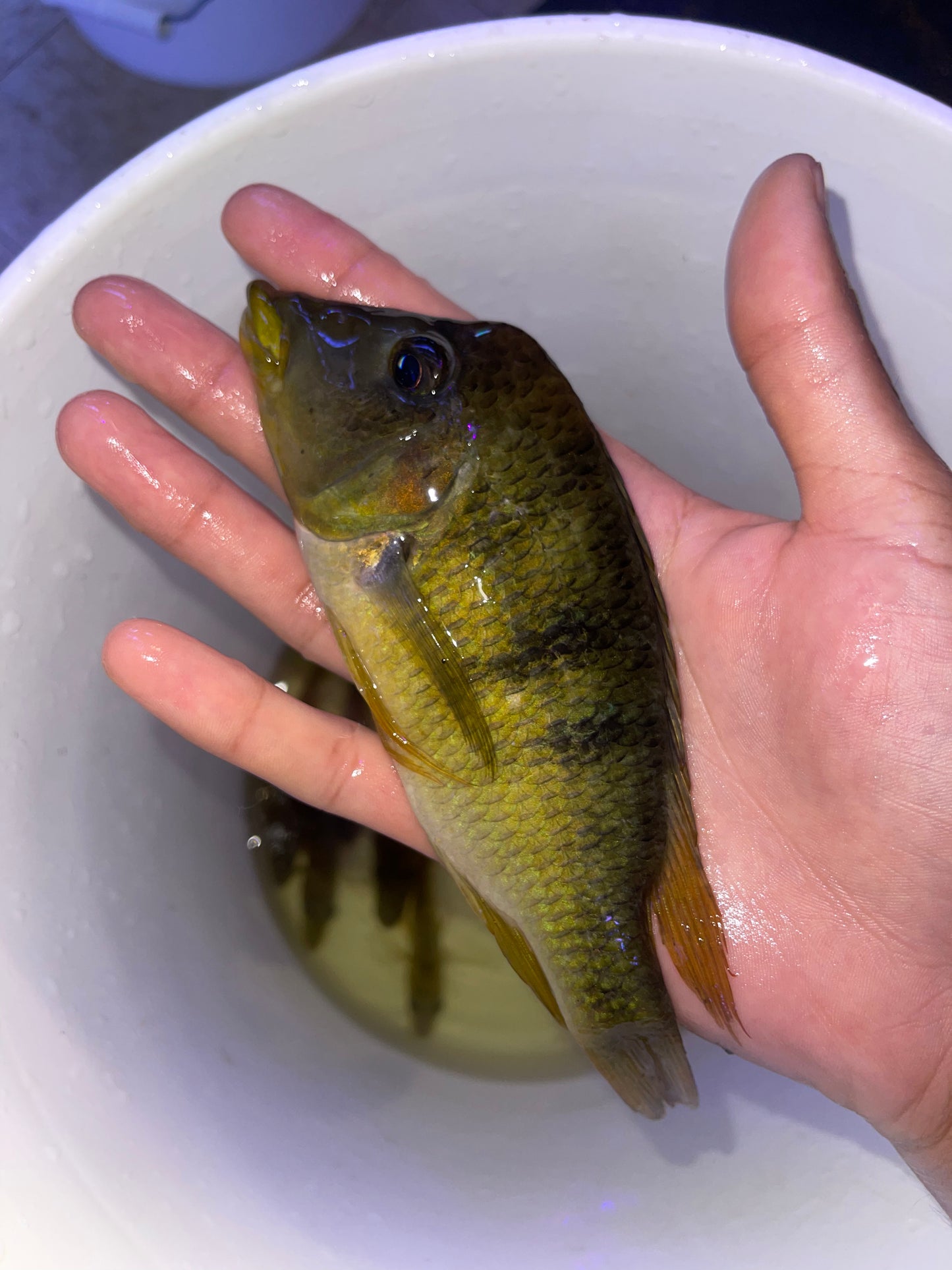 Geophagus pellegrini