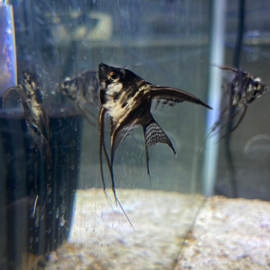 Black marble Angel Fish