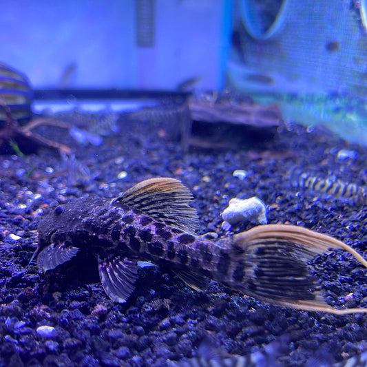 L273 Titanic Pleco