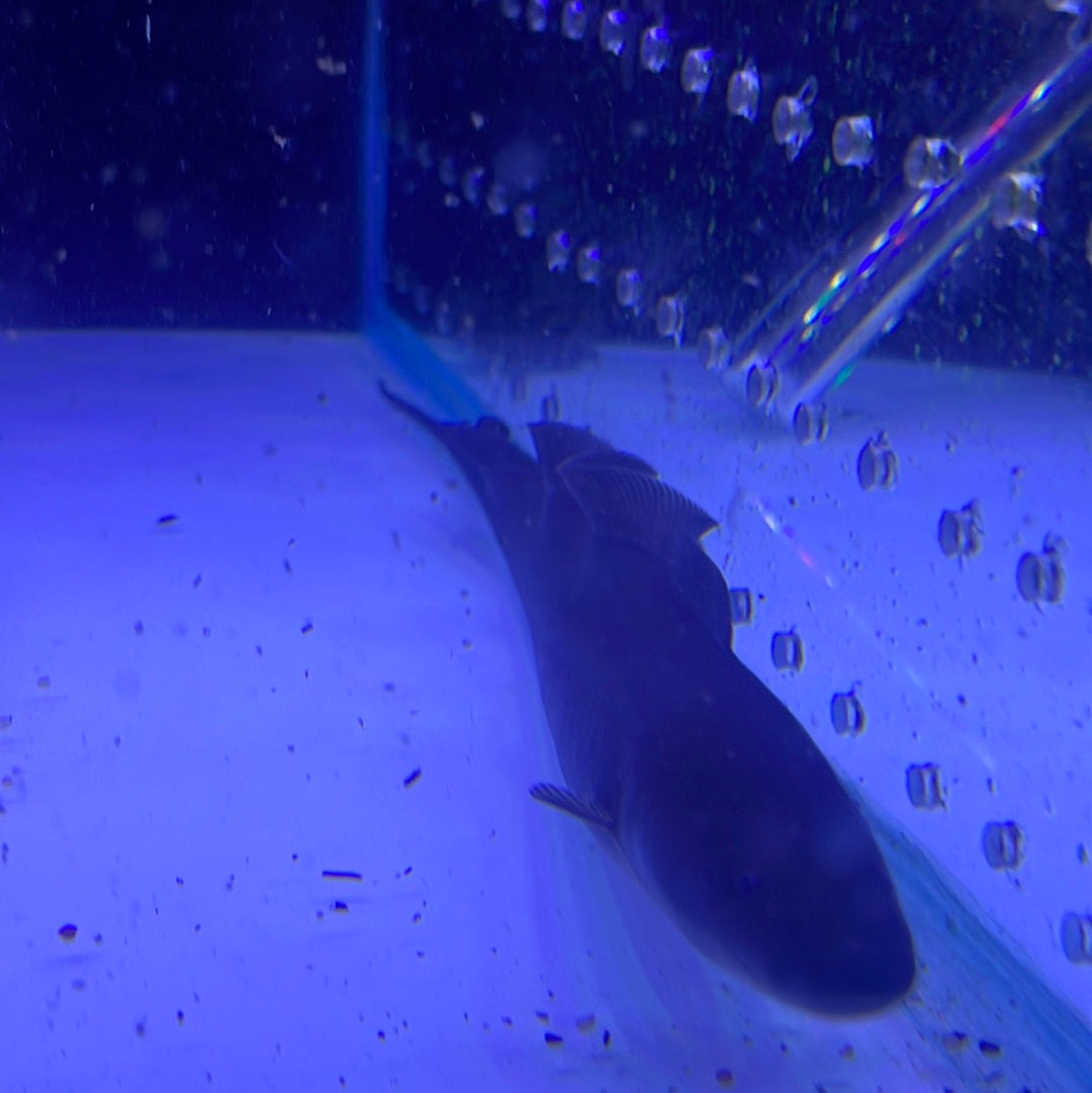 Aba aba Knife fish