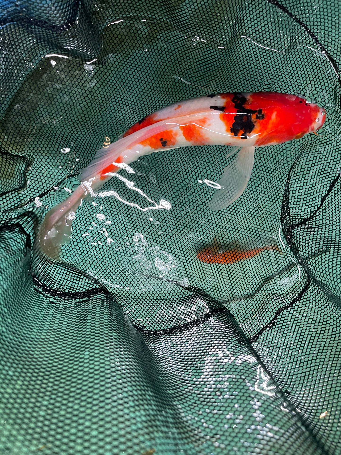 Butterfly Red/Orange White Black Japanese Koi