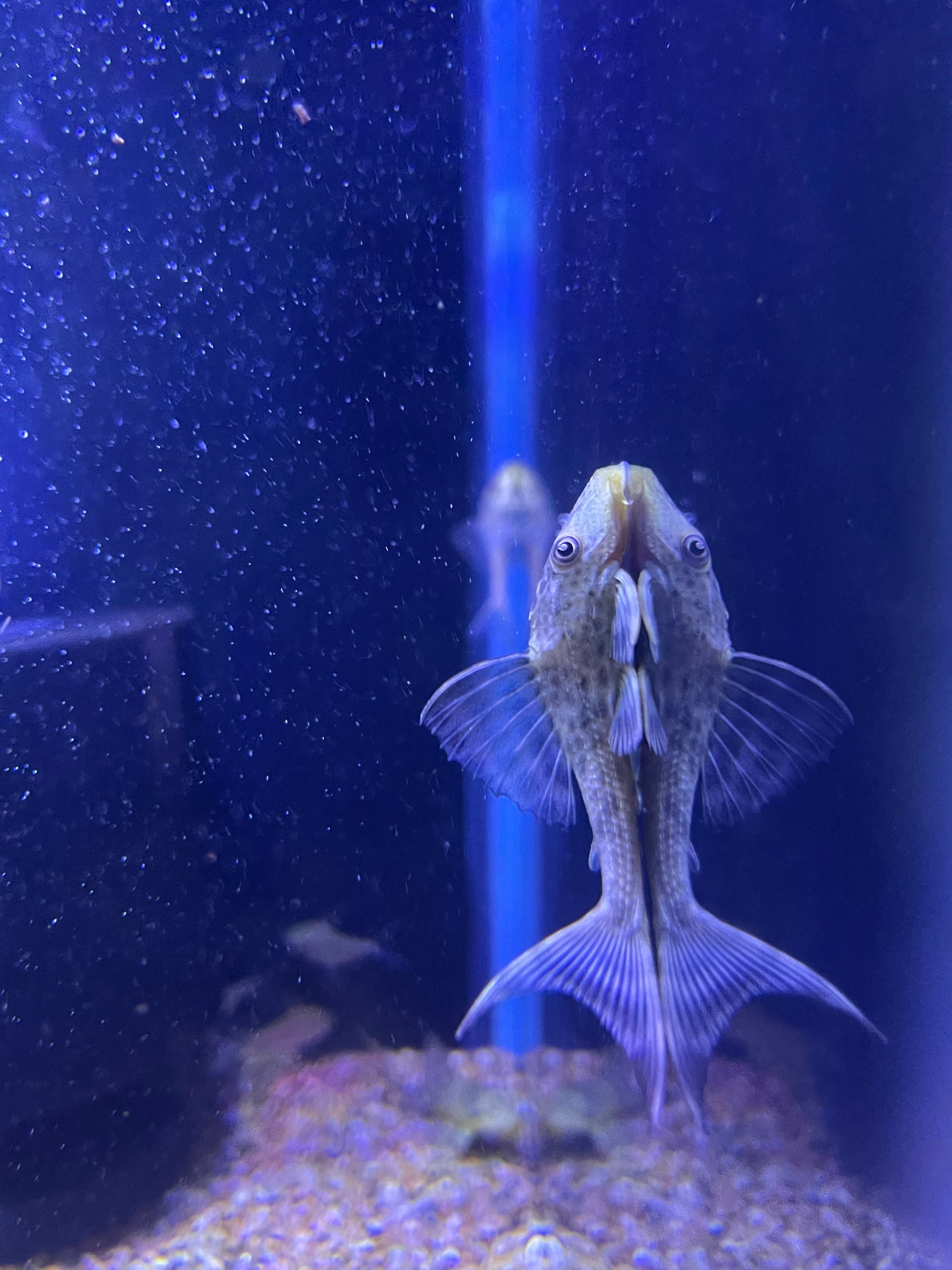 L116 Red Fin Thresher Pleco – undergroundaquaticz