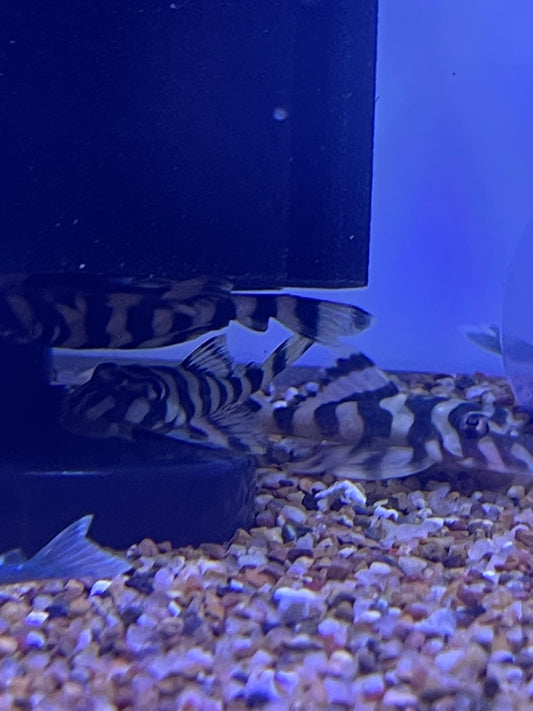L052 Butterfly Pleco