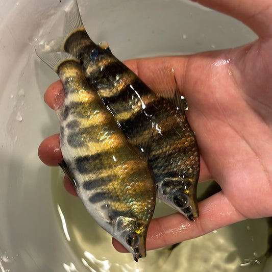 Abramites Hypselontus Marbled Headstander