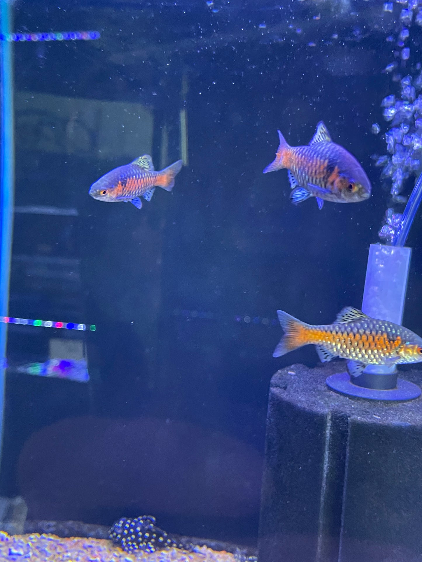 Odessa Barb