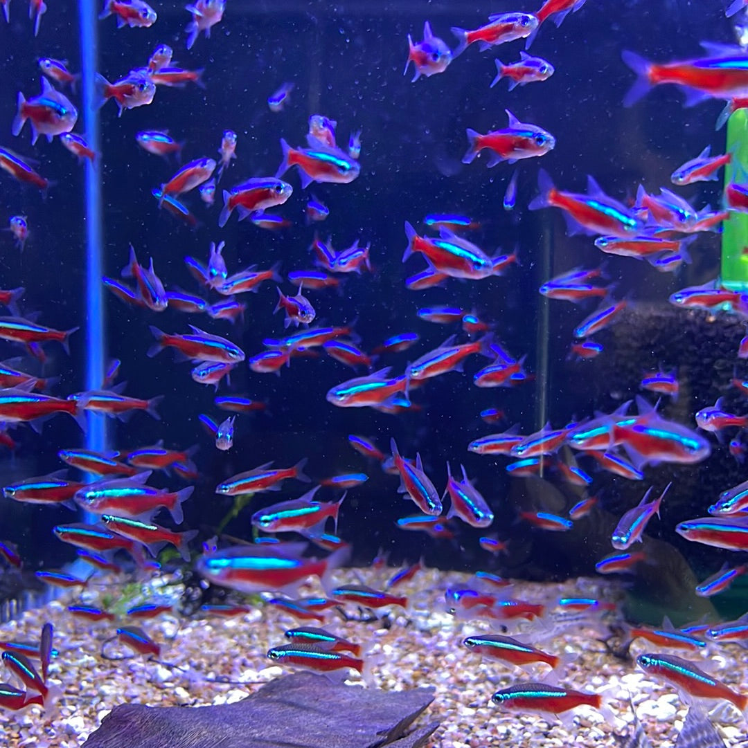 Cardinal Tetra