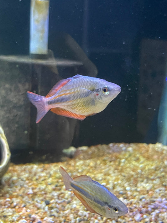 Goyder River Rainbowfish (Melanotaenia trifasciata)